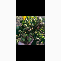 Продам саженцы грецкого ореха Идеал 1, 7 метра, продажа весна 2021. Оригинал сорта
