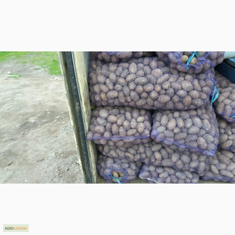 Фото 2. Продам картошку оптом разных сортов хорошего качества