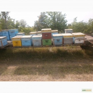 Продам пчелоплатформу
