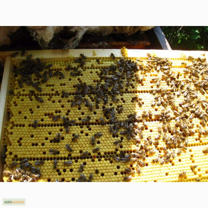 Фото 3. Продам пчеломатки «Карпатка»