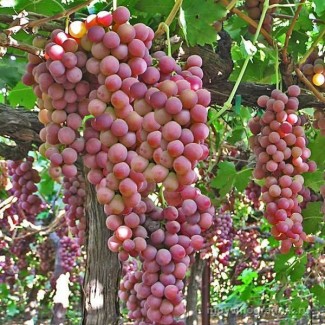 Саженцы винограда кишмиш сорт Ред Флейм
