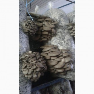 Продам гриби Гливи