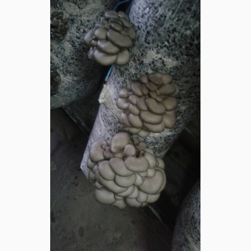 Фото 2. Продам гриби Гливи