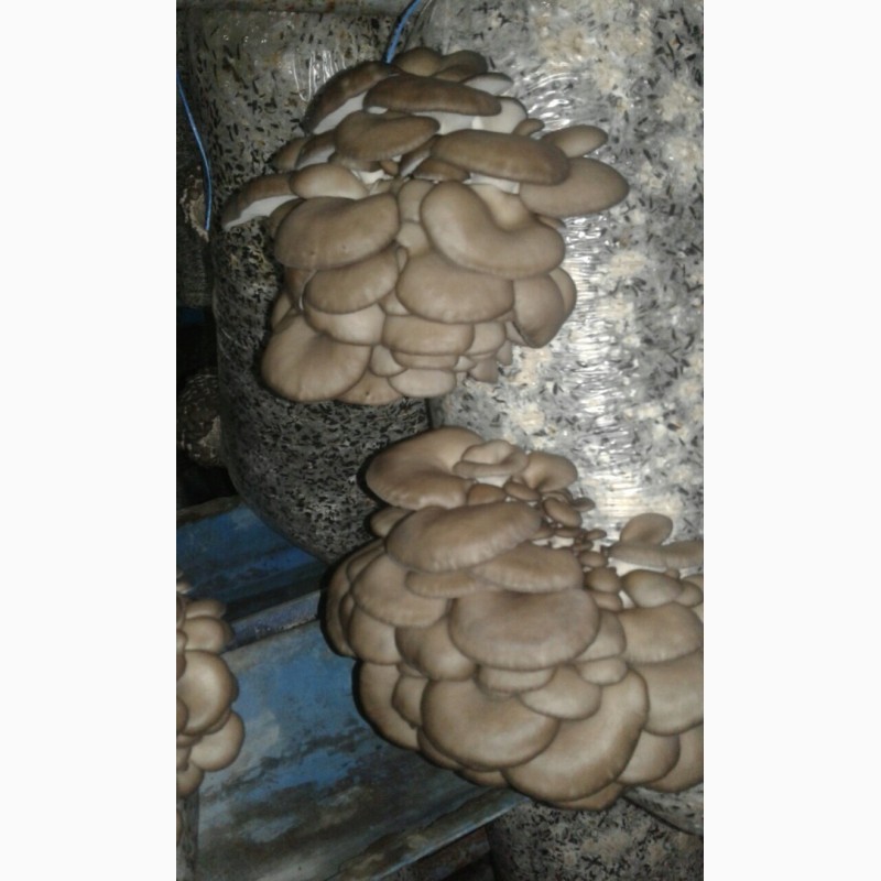 Фото 4. Продам гриби Гливи