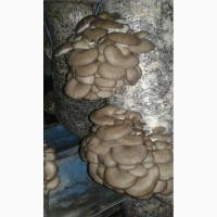 Продам гриби Гливи
