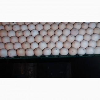 Куплю яйця інкубаційні