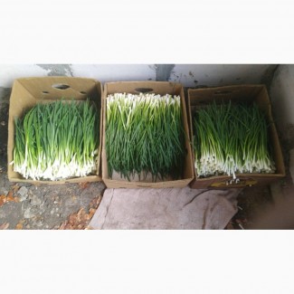 Продам зеленый лук