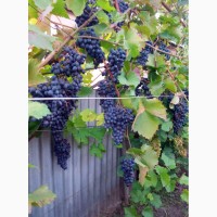 Продем виноград Молдова