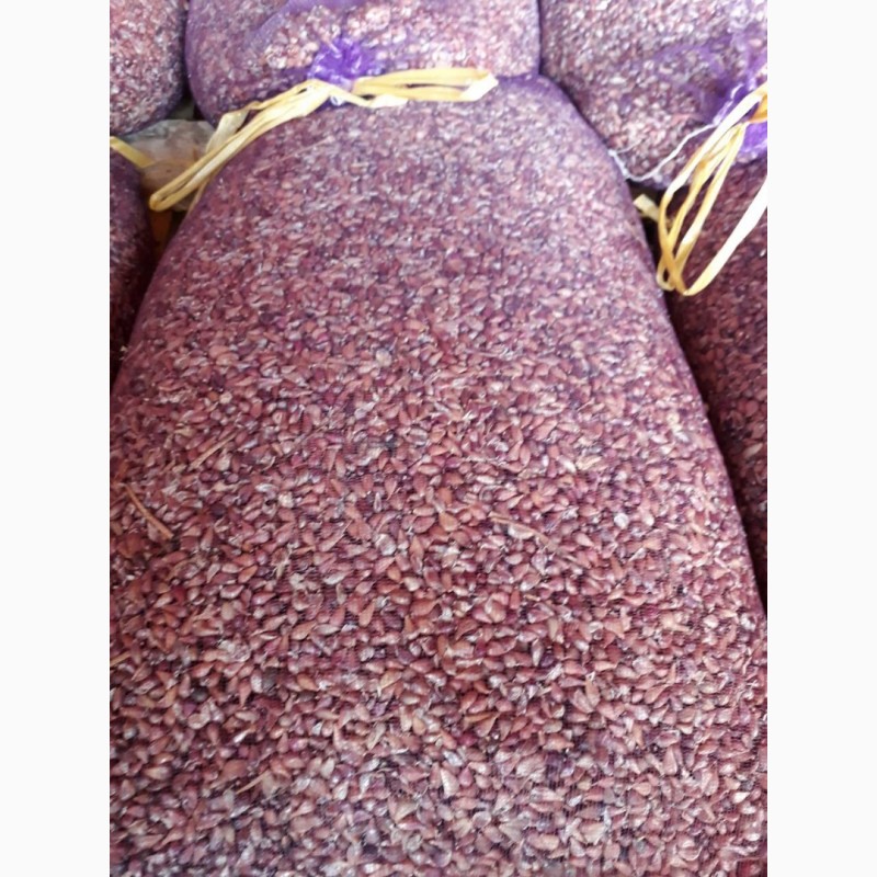 Фото 3. Продам насіння часнику (воздушку) сорт Любаша