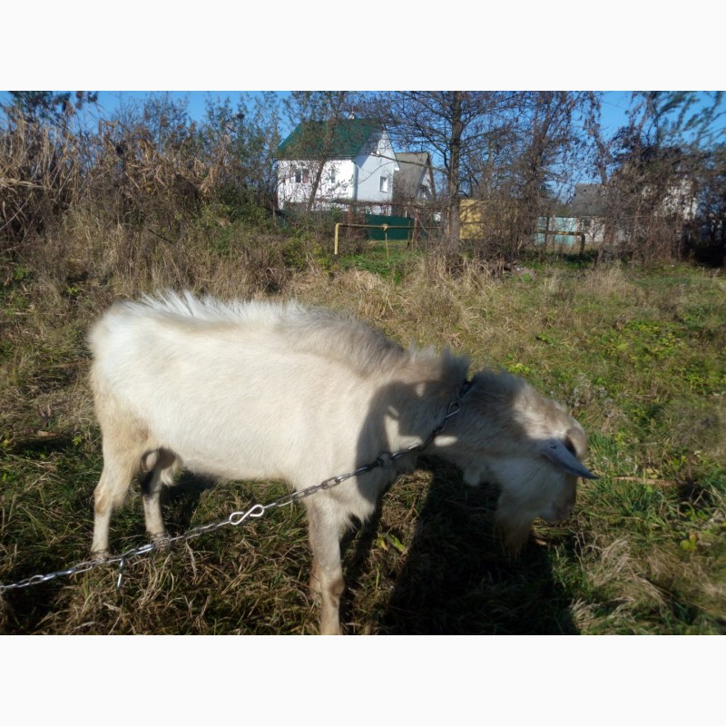 Фото 2. Продам Зааненский козёл, коза, козлик, козочка