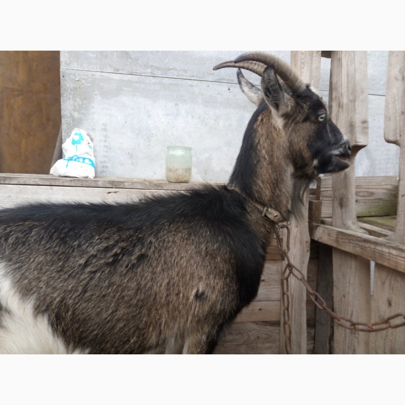 Фото 3. Продам Зааненский козёл, коза, козлик, козочка