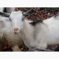 Продам Зааненский козёл, коза, козлик, козочка