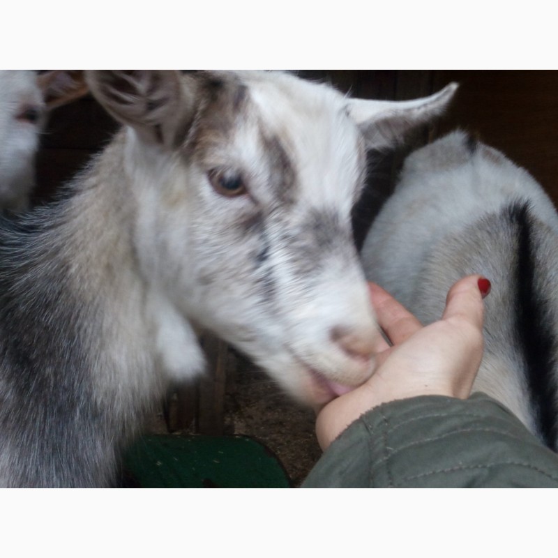 Фото 6. Продам Зааненский козёл, коза, козлик, козочка