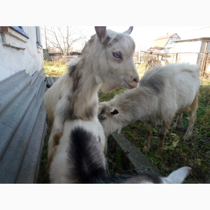 Фото 7. Продам Зааненский козёл, коза, козлик, козочка