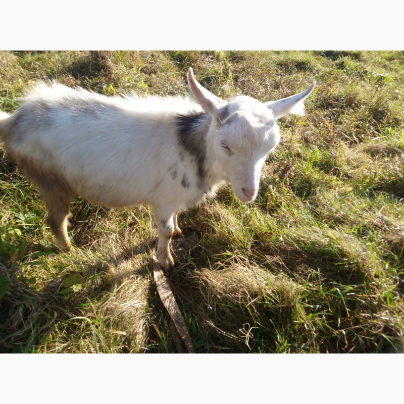 Фото 8. Продам Зааненский козёл, коза, козлик, козочка