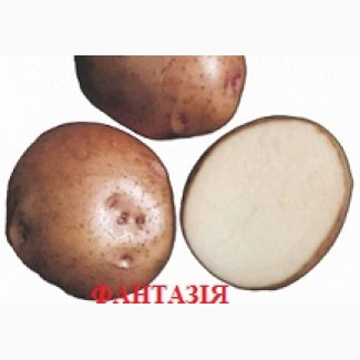 Продам разные сорта элит картофеля