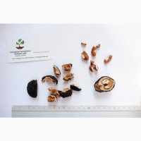 Орех Чёрный семена (10 штук) для выращивания саженцев, горіх чорний насіння
