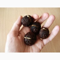 Орех Чёрный семена (10 штук) для выращивания саженцев, горіх чорний насіння