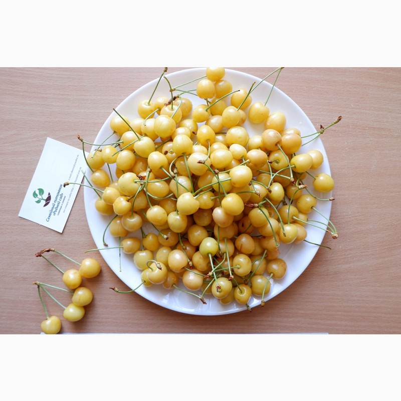 Фото 3. Черешня жёлтая семена (20 штук) насіння, косточка, семечка для выращивания саженцев