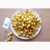 Черешня жёлтая семена (20 штук) насіння, косточка, семечка для выращивания саженцев