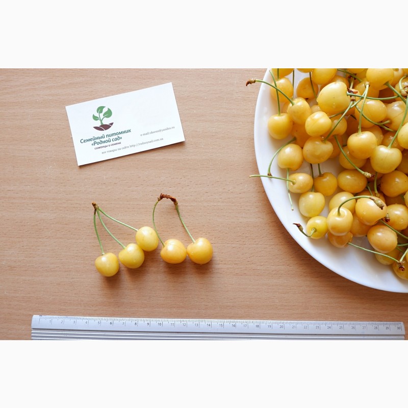 Фото 4. Черешня жёлтая семена (20 штук) насіння, косточка, семечка для выращивания саженцев