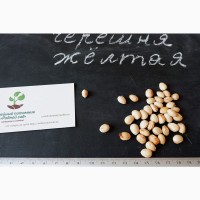 Черешня жёлтая семена (20 штук) насіння, косточка, семечка для выращивания саженцев