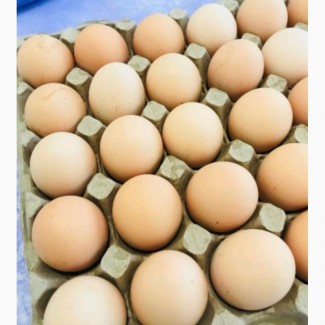 Яйце столове, харчове, С3, яйцо пищевое столовое куриное