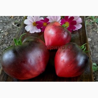 Семена томатов коллекционных посев семян землянике