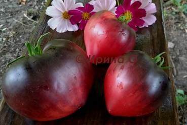 Продам семена коллекционных томатов, личная коллекция, сезон 2021-2022