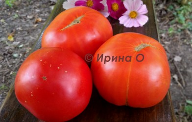 Фото 6. Продам семена коллекционных томатов, личная коллекция, сезон 2021-2022