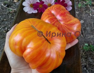 Фото 8. Продам семена коллекционных томатов, личная коллекция, сезон 2021-2022