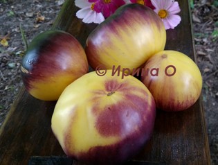 Фото 10. Продам семена коллекционных томатов, личная коллекция, сезон 2021-2022