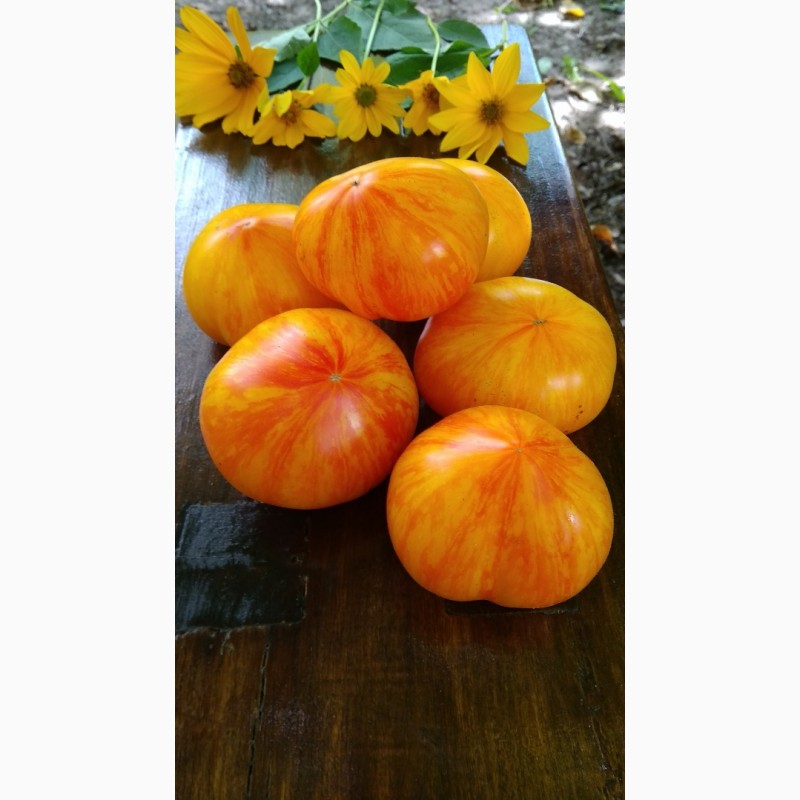 Фото 2. Продам семена коллекционных томатов, личная коллекция, сезон 2021-2022