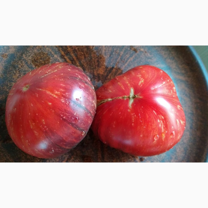 Фото 13. Продам семена коллекционных томатов, личная коллекция, сезон 2021-2022
