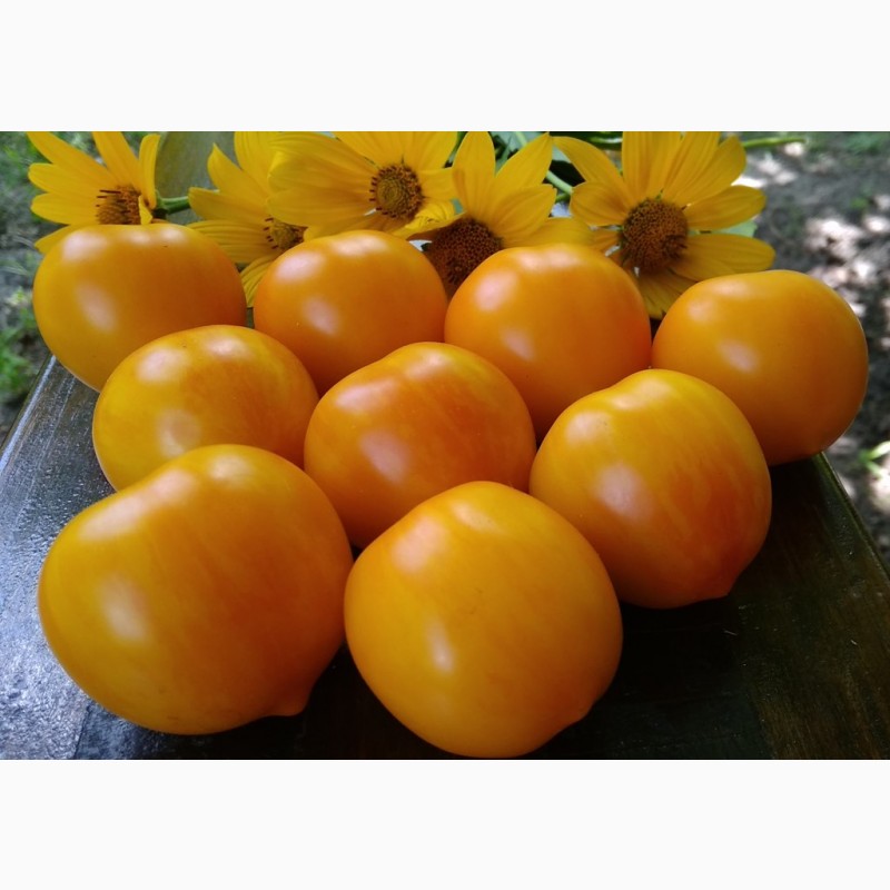 Фото 15. Продам семена коллекционных томатов, личная коллекция, сезон 2021-2022