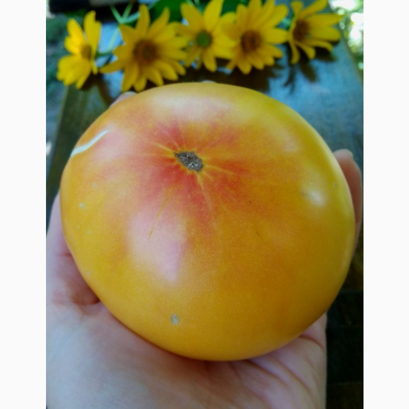 Фото 17. Продам семена коллекционных томатов, личная коллекция, сезон 2021-2022