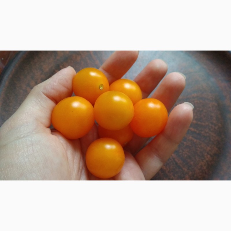 Фото 19. Продам семена коллекционных томатов, личная коллекция, сезон 2021-2022