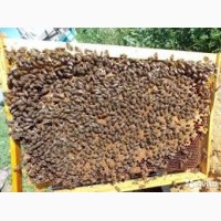 Привезу пчелопакеты карпатка 2019 г