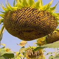 Гибрид кондитерского подсолнечника SATTON 136 насіння соняшника семена Канадские