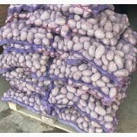Картофель урожай 2018