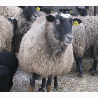 Романовские овцы, овцематки