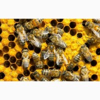 Пчелопакеты(бджолопакети).Порода Карпатская