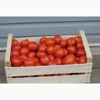 Оптовая продажа помидоров реализуем по всей территории Украины доставка в любой регион