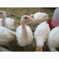 Цыплята, инкубационные яйца, бролер, доминант, птица, породистые куры, молодняк