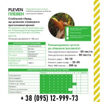 Гибрид кукурузы PLEVEN ФАО 270 от Майсадур Семанс