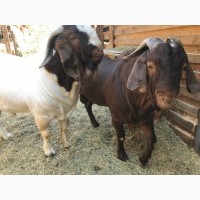 Продам коз Бурской породы – мясная порода