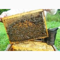 Продам бджолопакети Української степової породи