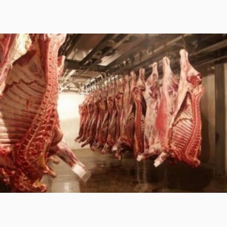 Закуповуємо свиней на м`ясо живою вагою, по вси Україні