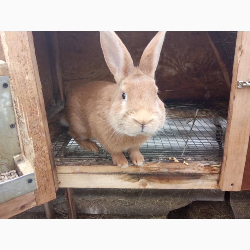 Фото 5. Продам кроликов Бургундия, Калифорния, Фландр, Строкач