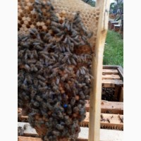 Продам пчелосемьи, украинская степная, карника, бакфаст